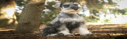 Miniature Schnauzer dogs for sale: Qeleigh Miniature Schnauzer  - Ad 1