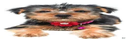 Yorkshire Terrier dogs for sale: Belle - Ad 4