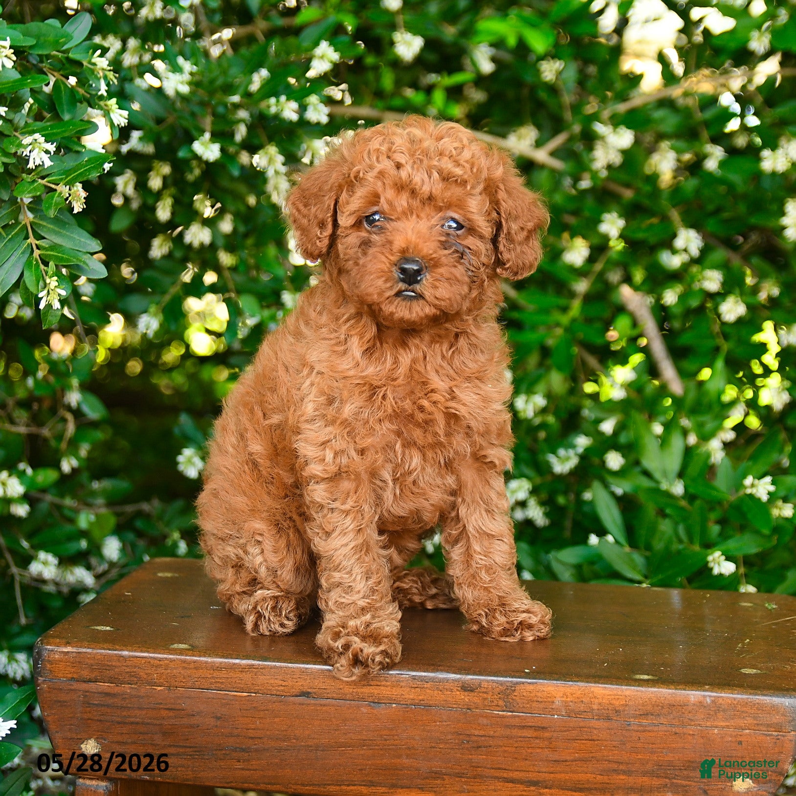 Toy Poodle dogs Sterling - Ad 1