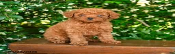 Toy Poodle dogs for sale: Sterling - Ad 1