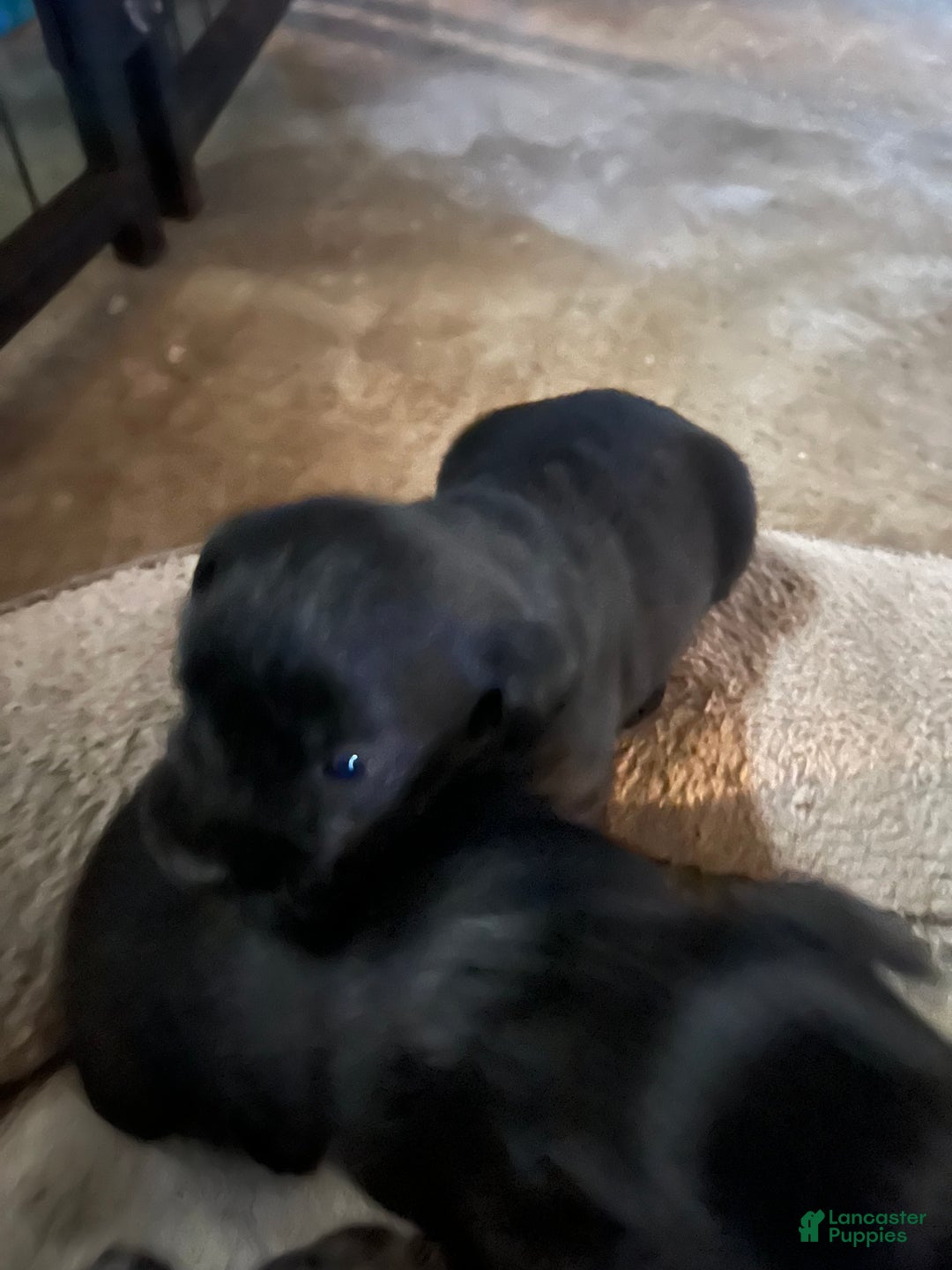 Miniature Schnauzer dogs for sale: Margo  - Ad 14