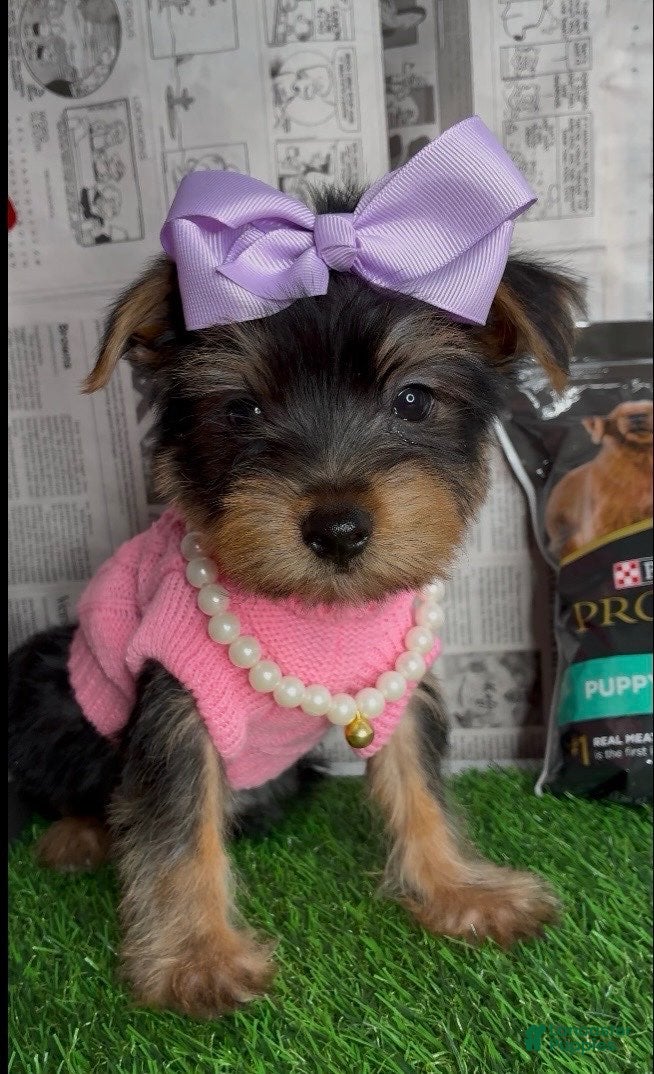 Yorkshire Terrier dogs Chloe - Ad 16