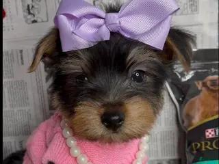 Yorkshire Terrier dogs Chloe - Ad 16
