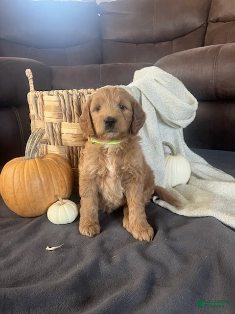 Mini Goldendoodle dogs Jip - Ad 1