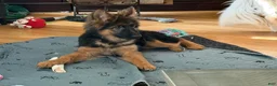 German Shepherd dogs for sale: Cuddles - Ad 20