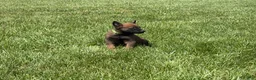 Belgian Malinois dogs for sale: Houston - Ad 12