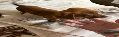 Dachshund Male 2