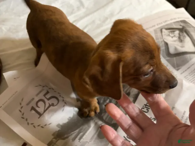Dachshund dogs for sale: Dachshund Male 2 - Ad 6