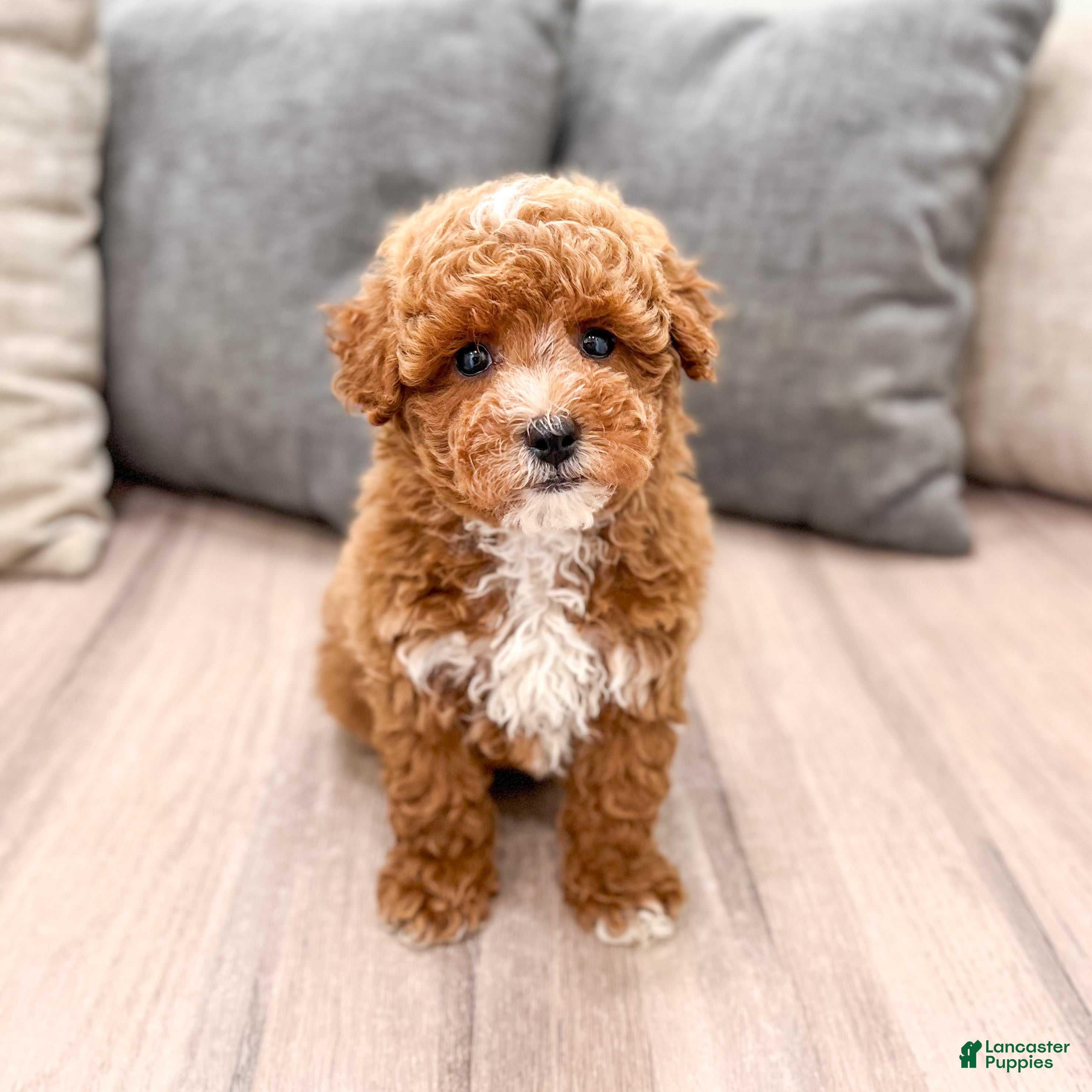 Miniature Poodle dogs for sale: Archie - Ad 1