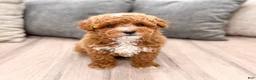 Miniature Poodle dogs for sale: Archie - Ad 1