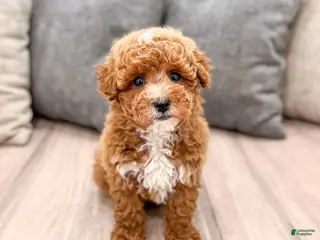 Miniature Poodle dogs for sale: Archie - Ad 1