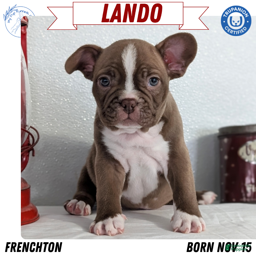 Frenchton dogs Lando - Ad 5