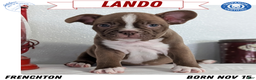 Frenchton dogs for sale: Lando - Ad 1