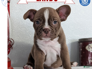 Frenchton dogs Lando - Ad 8