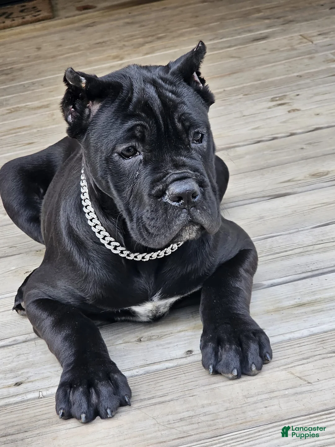 Cane Corso dogs for sale: QUEENIE - Ad 15
