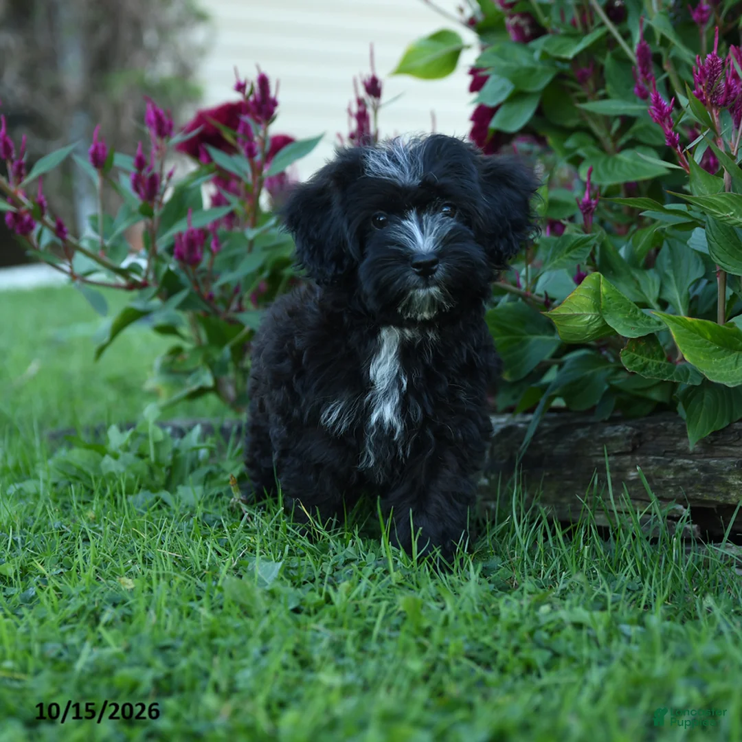 Havapoo dogs for sale: Zuzu - Ad 2