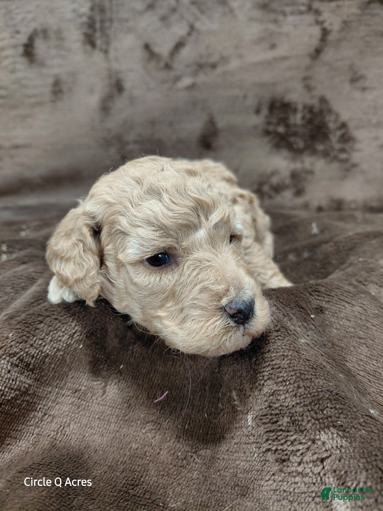 Mini Goldendoodle dogs Daisy - Ad 24