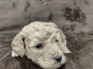 Mini Goldendoodle dogs Daisy - Ad 24