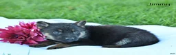 German Shepherd dogs for sale: Jimmy - Ad 5