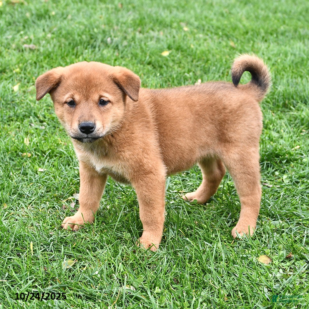 Mixed Breed dogs for sale: Tootsie - Ad 17