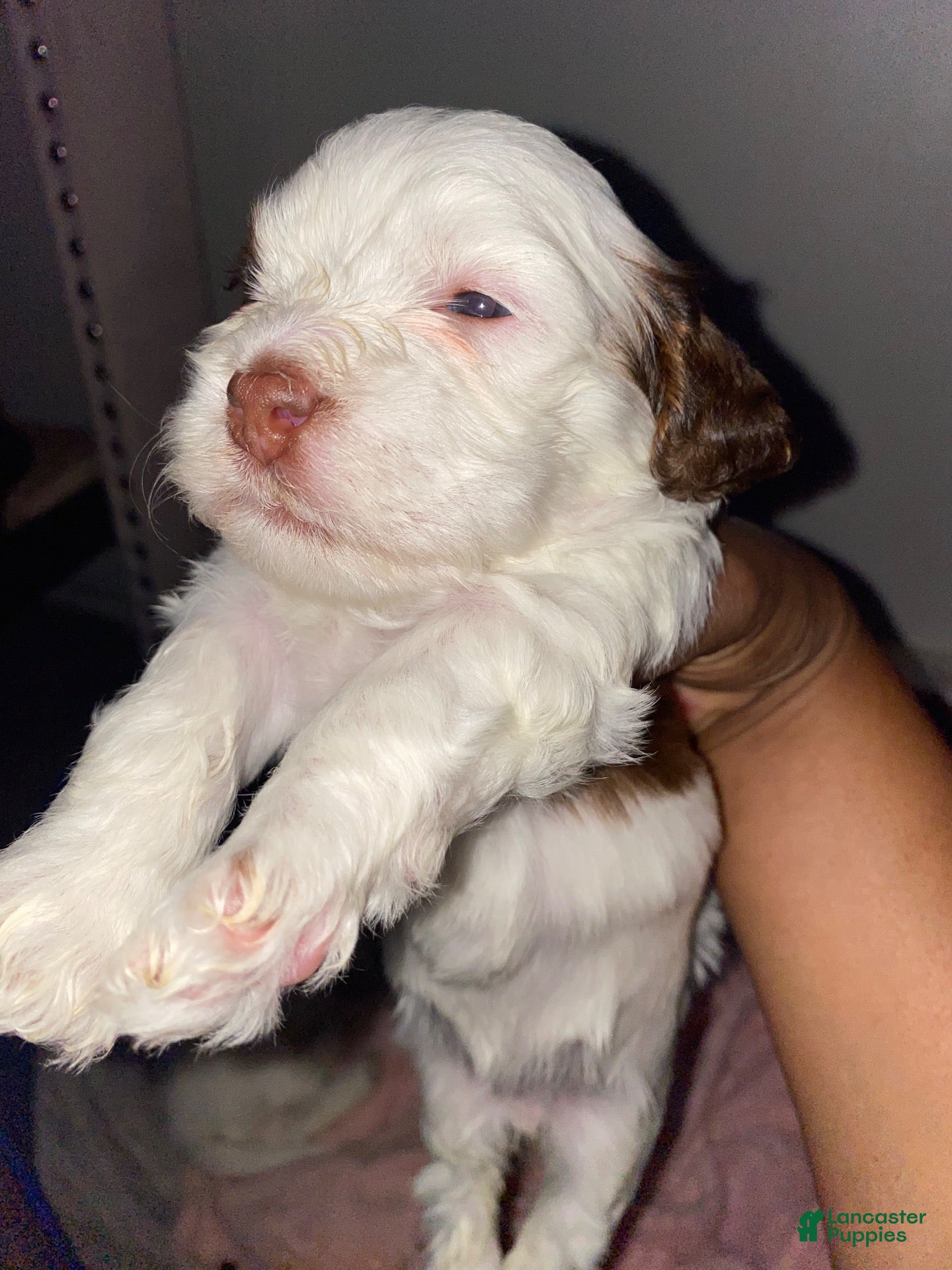 Mixed Breed dogs for sale: Mixed Breed 3 - Ad 2