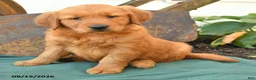 Golden Retriever dogs for sale: Addie - Ad 3