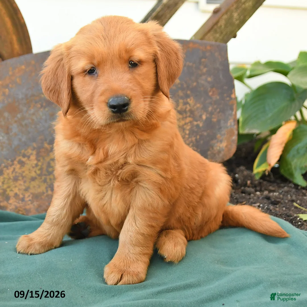 Golden Retriever dogs for sale: Addie - Ad 3