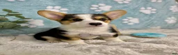 Welsh Corgi Pembroke dogs for sale: Beckham - Ad 7