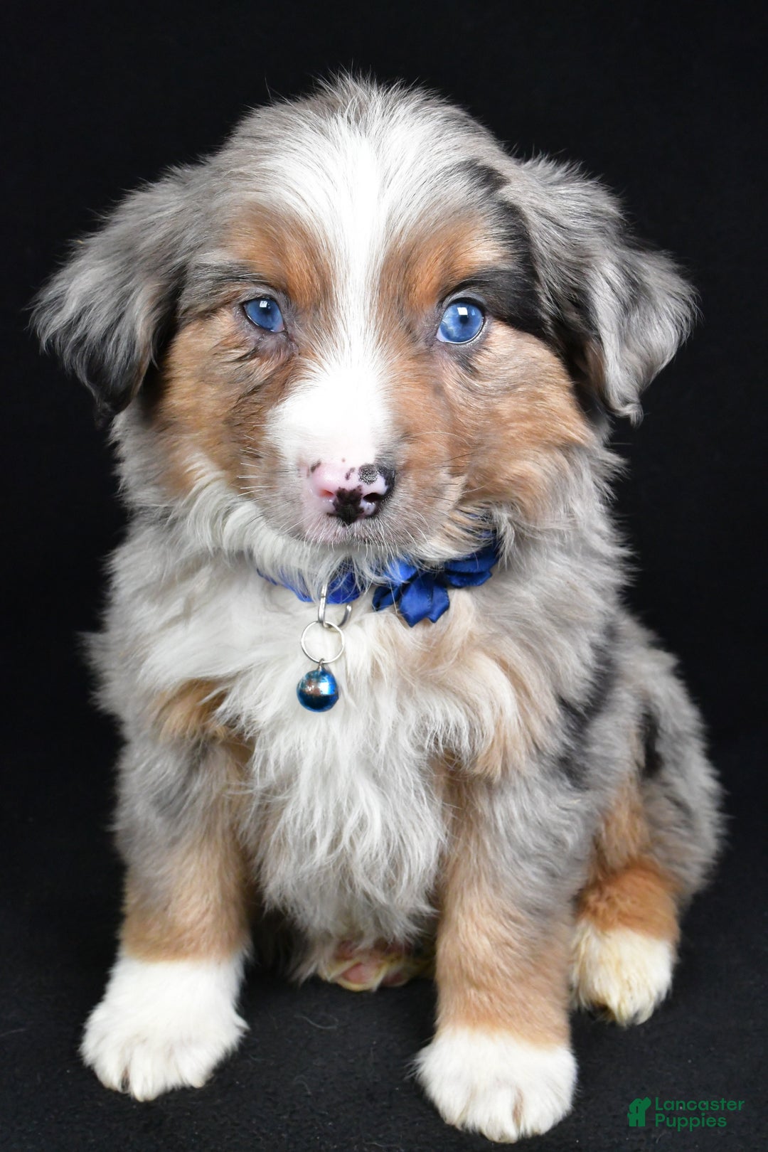 Miniature Australian Shepherd dogs for sale: Winston - Ad 11