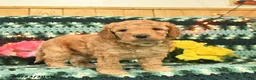 Mini Goldendoodle dogs for sale: Peppy Peet  - Ad 2