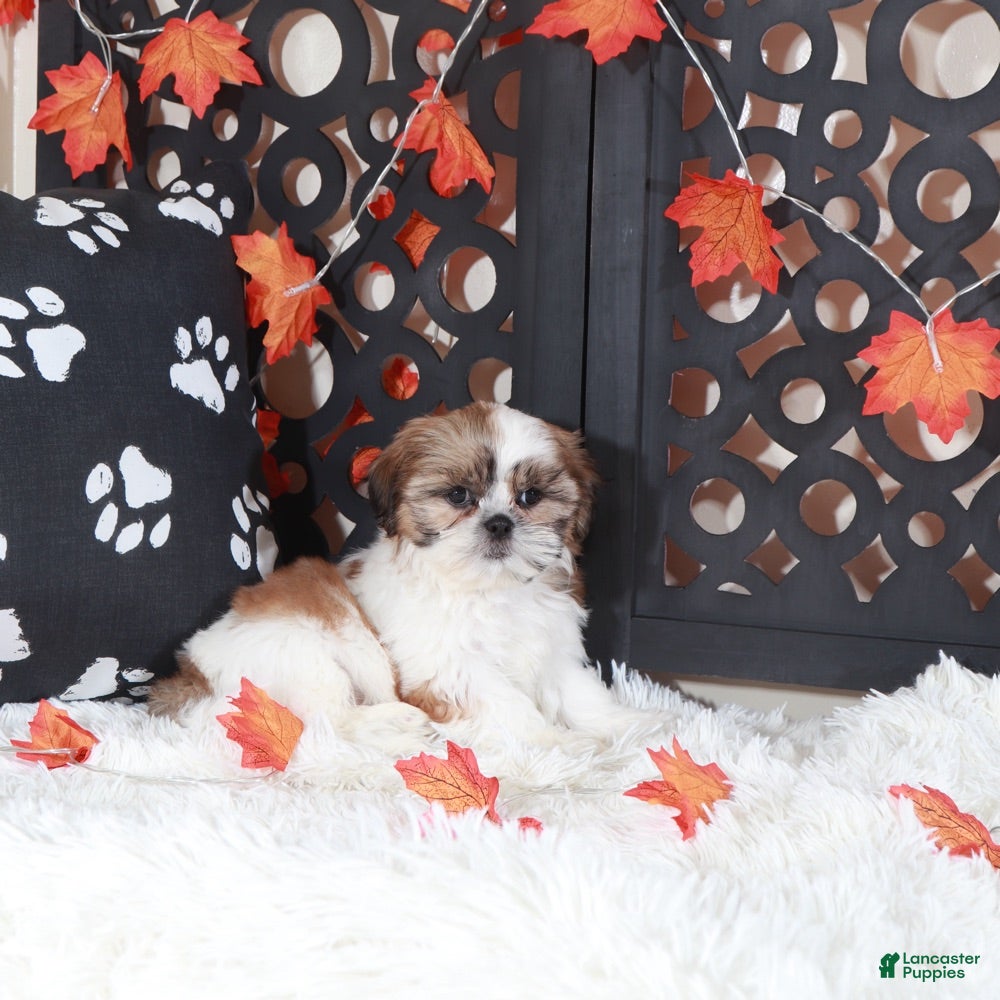 Shih Tzu dogs Conner - Ad 2