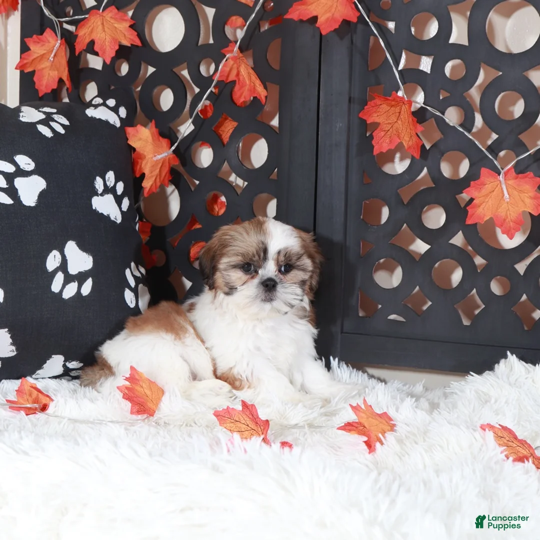 Shih Tzu dogs for sale: Conner - Ad 2