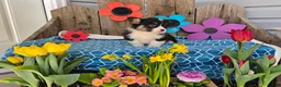 Welsh Corgi Pembroke dogs for sale: Benny  - Ad 5