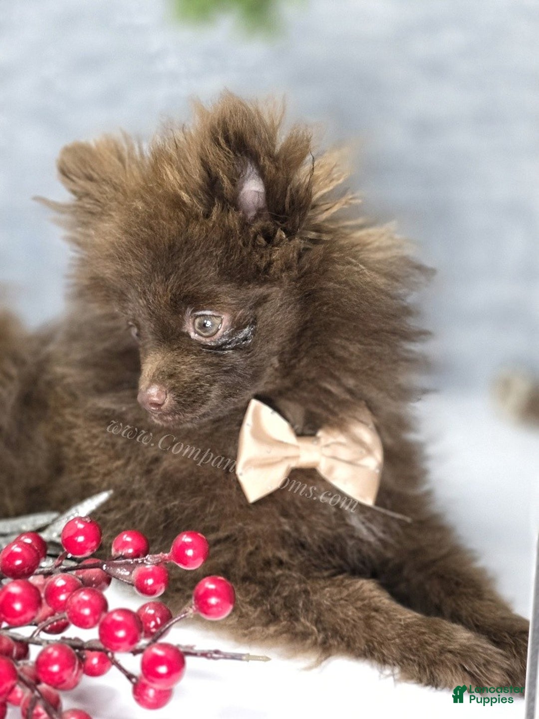 Pomeranian dogs for sale: Pomeranian Puppy 1 - Ad 9