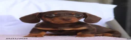 Miniature Dachshund dogs for sale: Cole - Ad 1