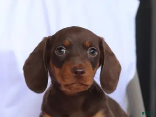Miniature Dachshund dogs for sale: Cole - Ad 3