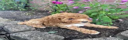 Miniature Poodle dogs for sale: Hazel - Ad 12