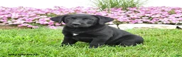 Mixed Breed dogs for sale: Blinky - Ad 3