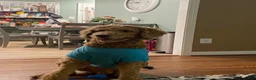 Goldendoodle dogs for stud: Standard Goldendoodle  - Ad 4
