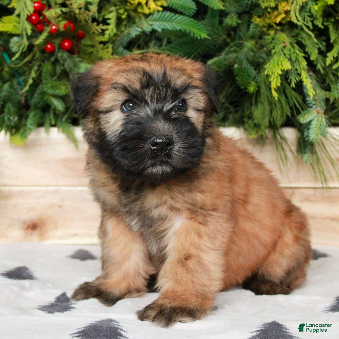 Soft Coated Wheaten Terrier dogs for sale: Windsor  - Ad 1