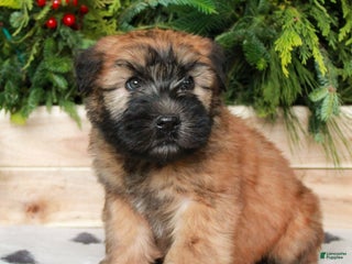 Soft Coated Wheaten Terrier dogs Windsor - Ad 4