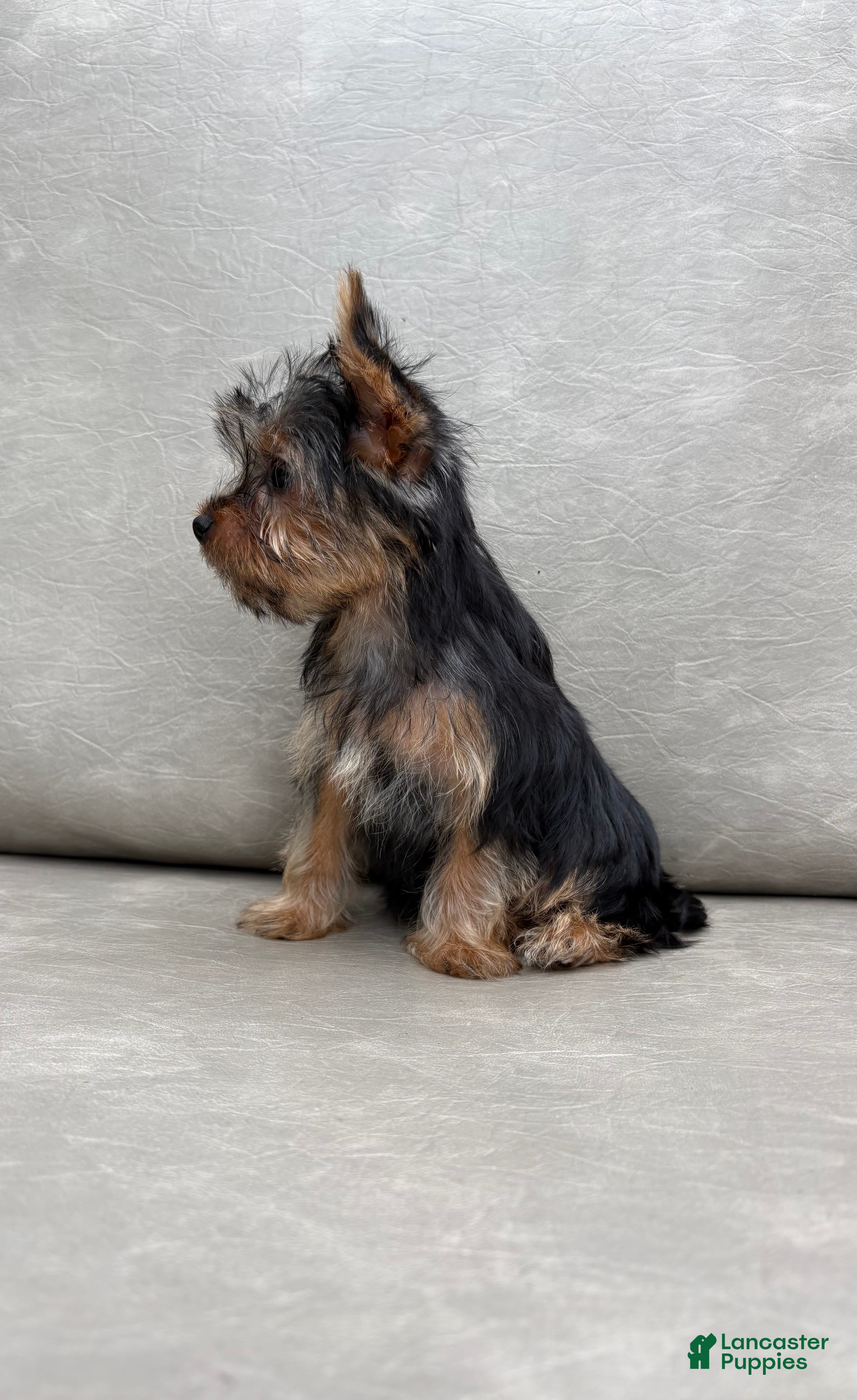 Yorkshire Terrier dogs Cassie - Ad 2