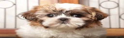 Shih Tzu dogs for sale: Bell - Ad 2