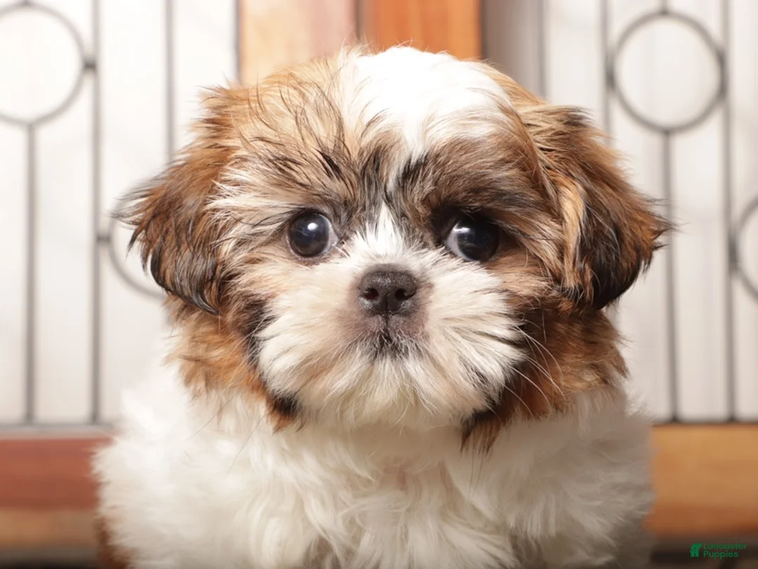 Shih Tzu dogs for sale: Bell - Ad 2