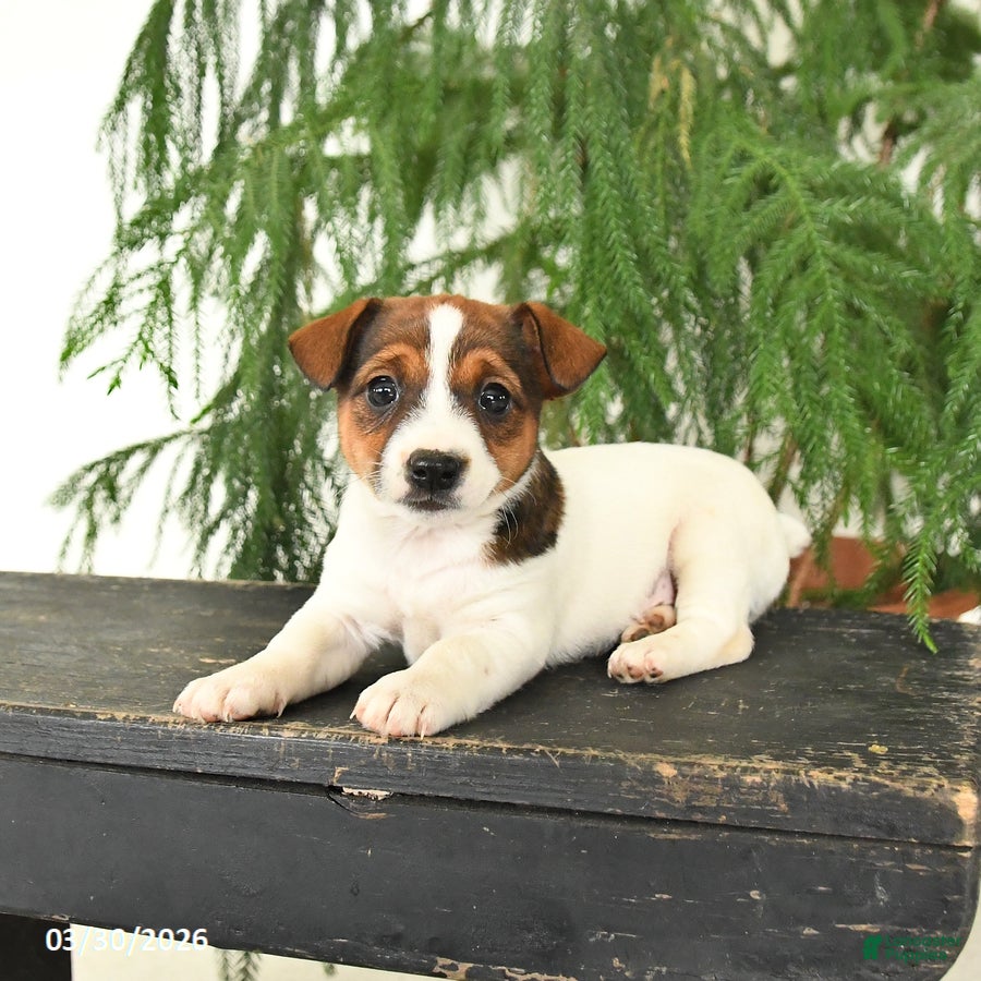 Jack Russell Terrier dogs Jewel - Ad 1