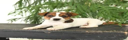 Jack Russell Terrier dogs for sale: Jewel - Ad 1