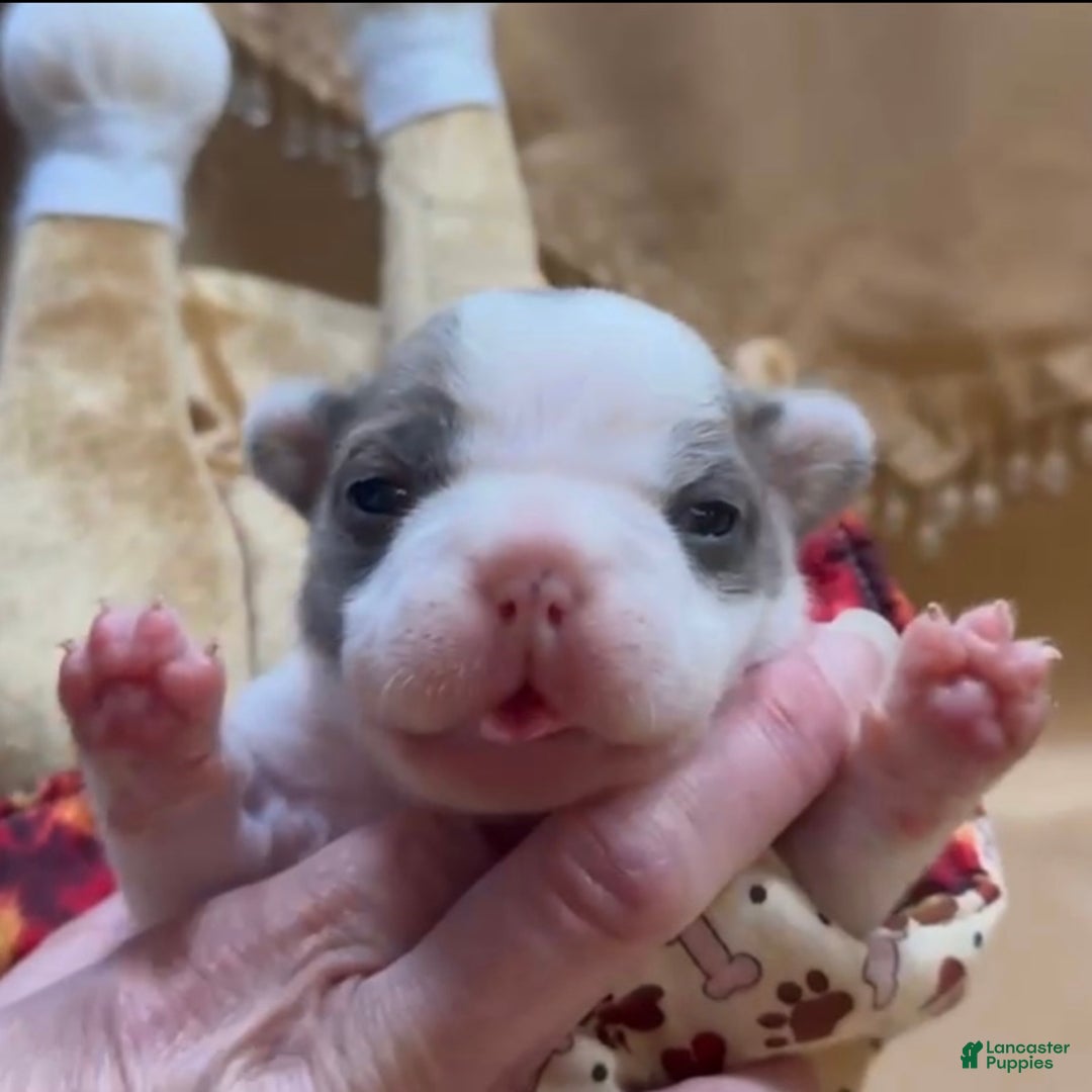 French Bulldog dogs for sale: Abbi - Ad 11