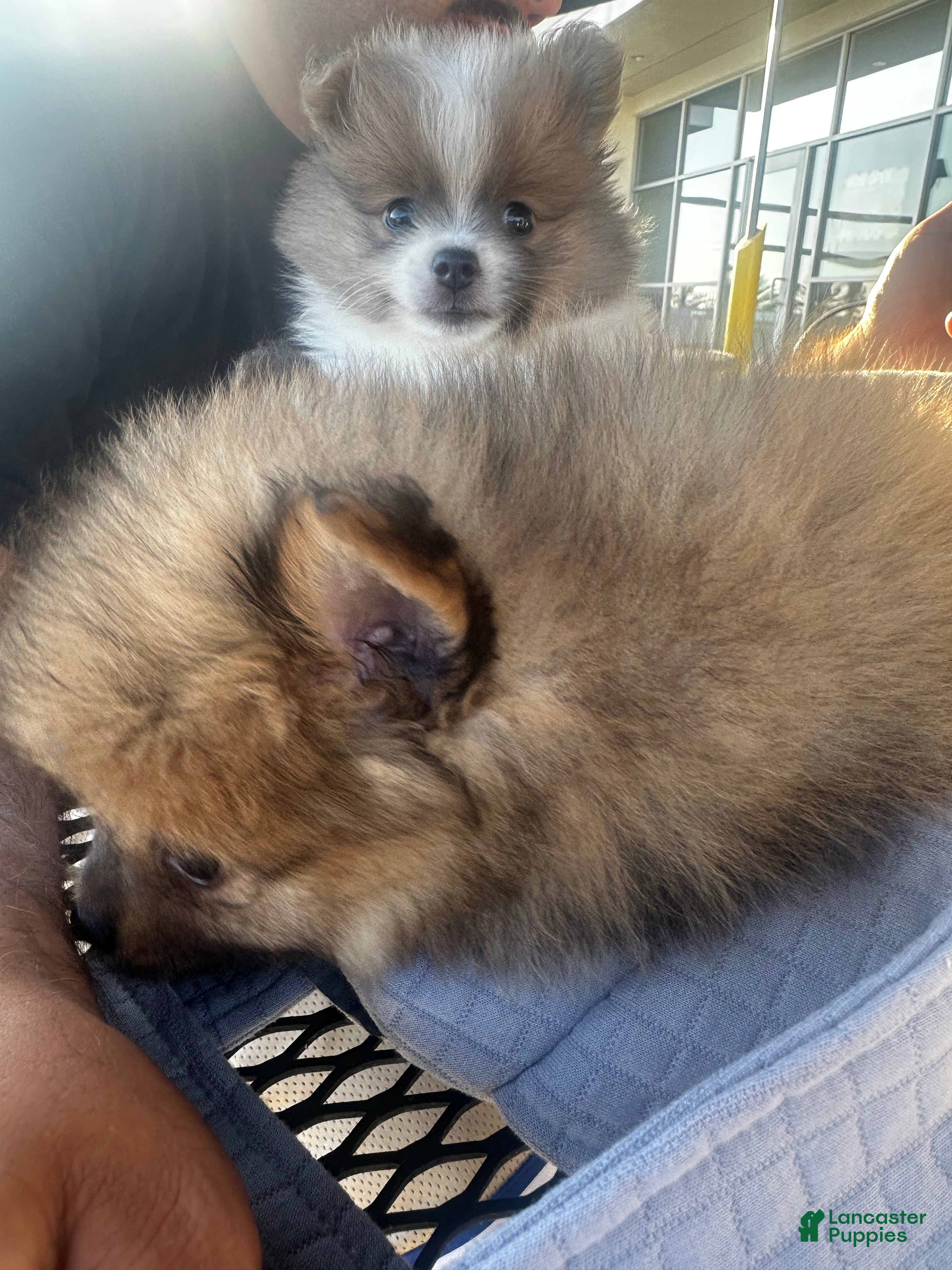 Pomeranian dogs Pomeranian 2 - Ad 9