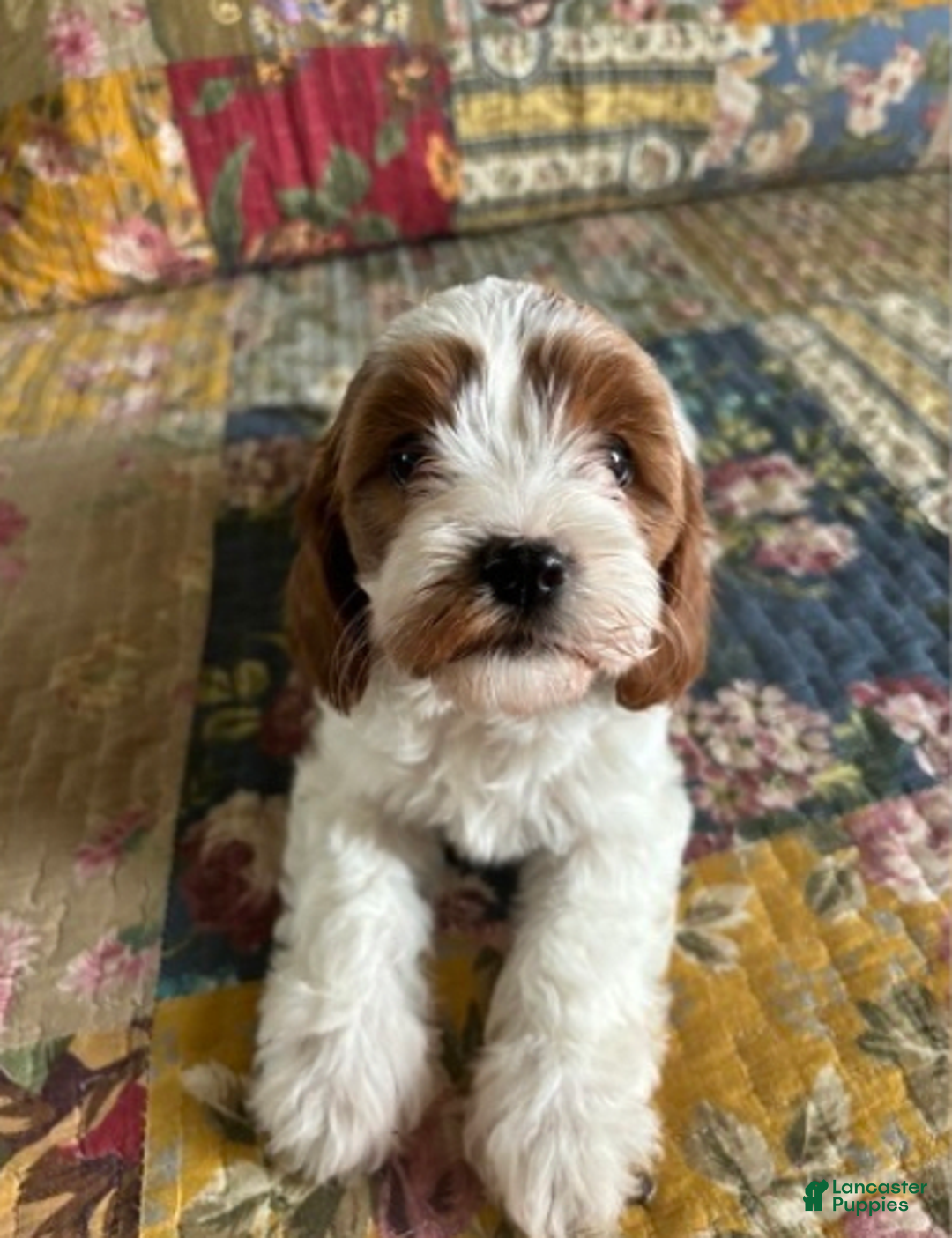 Gallery Image {{count}}