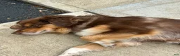 Australian Shepherd dogs for sale: Coco - Ad 2